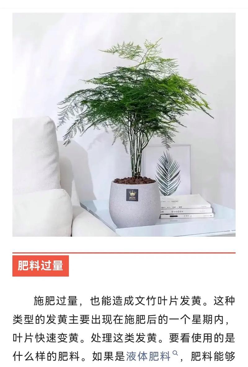 文竹叶子发黄的原因及解决方法是什么？