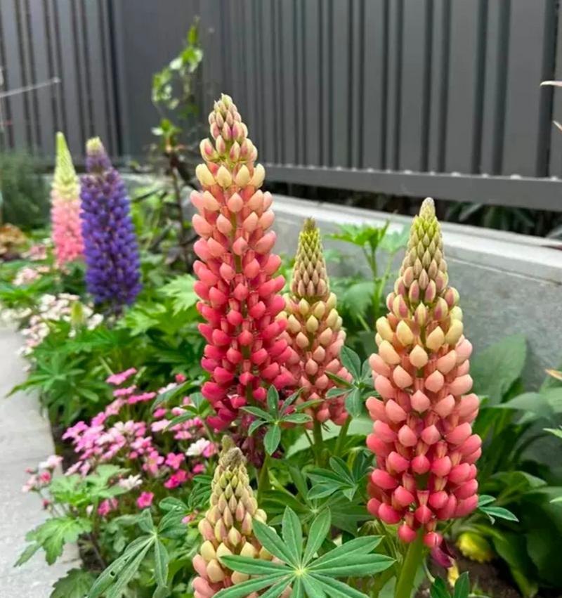 鲁冰花是什么花？它有哪些独特的特征？