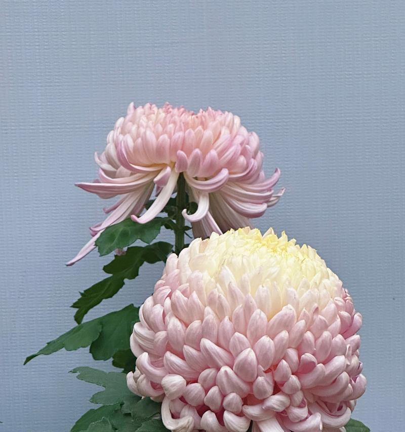 菊花寓意什么意思？菊花的花语和文化含义是什么？
