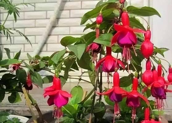 倒挂金钟的开花季节是何时？怎样养护才能开花？