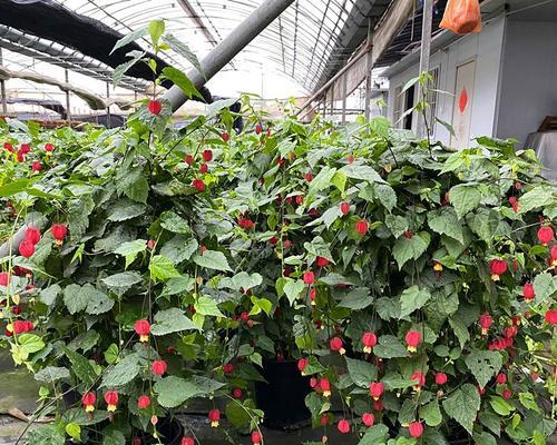 倒挂金钟的开花季节是何时？怎样养护才能开花？