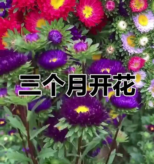 翠菊的最佳播种时间是什么时候？