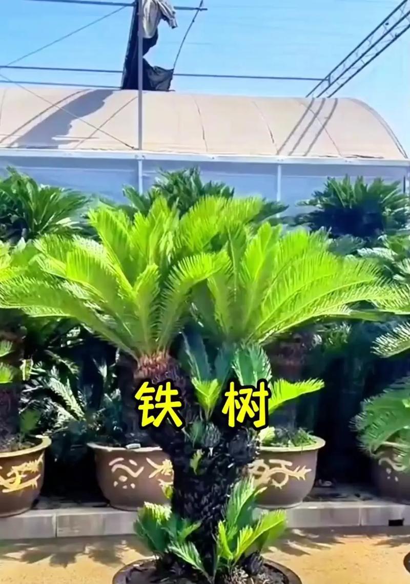 植物叶子发黄是什么原因？如何进行有效处理？