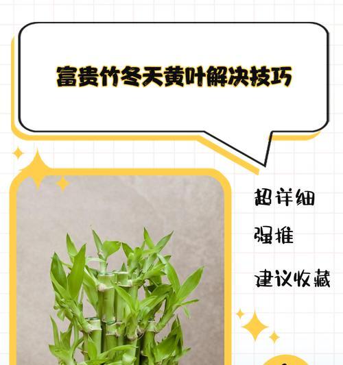 富贵竹叶片发黄的解决方法有哪些？