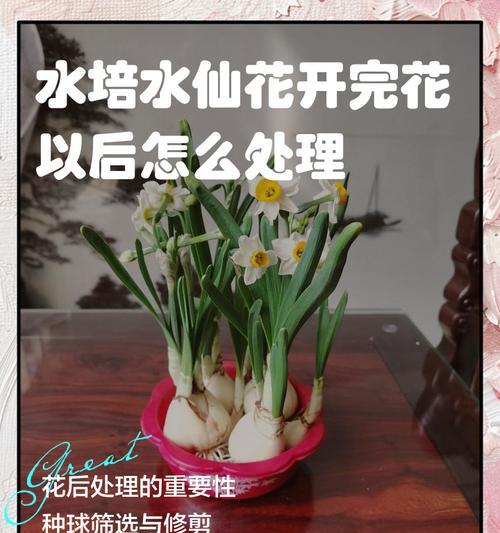 有哪些花是用水养的？水养花卉的日常管理技巧？