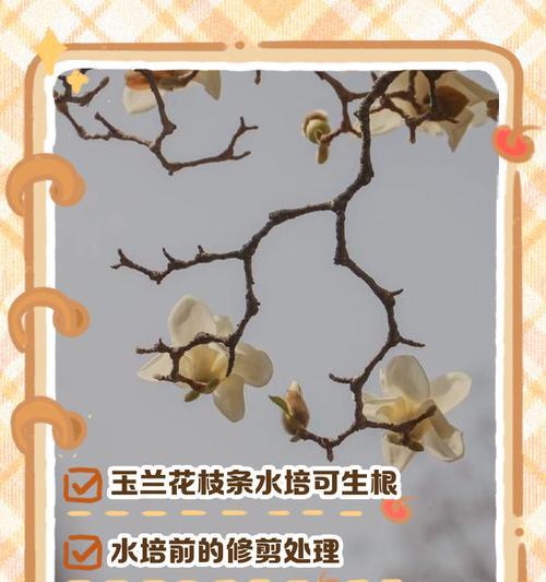 有哪些花是用水养的？水养花卉的日常管理技巧？