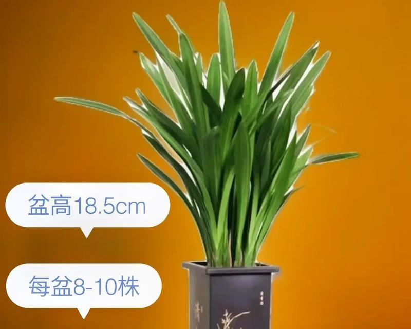 墨兰移栽的最佳时机和方法是什么？