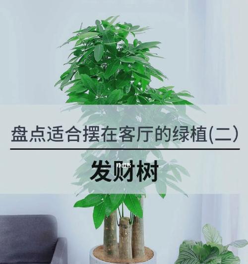 如何养好各种室内植物？