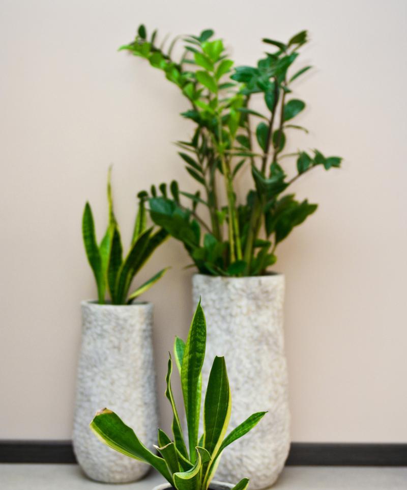 如何养好各种室内植物？