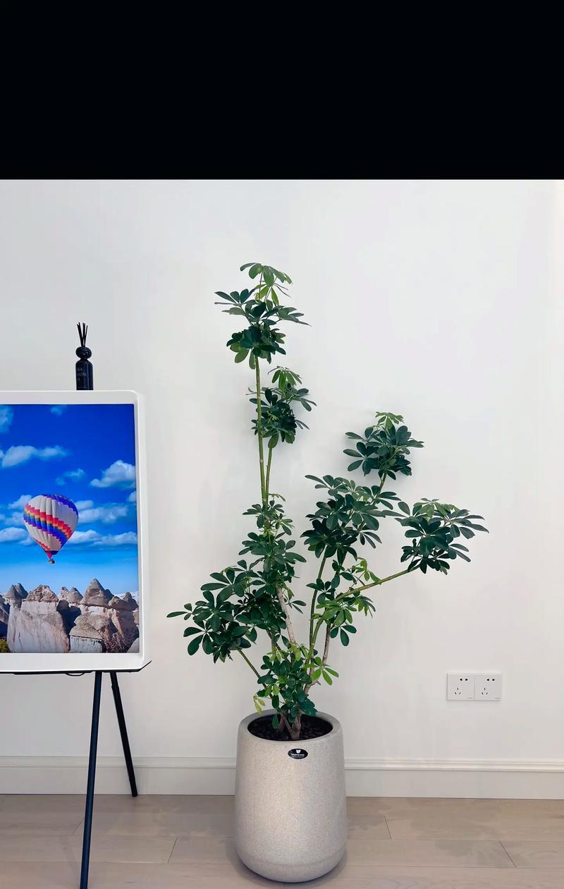 如何养好各种室内植物？