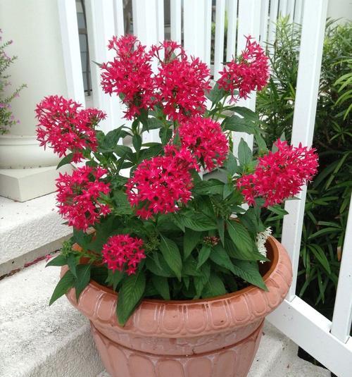 香油渣子适合浇灌哪些花卉？