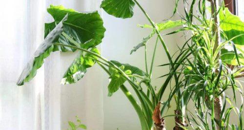 滴水观音的种植技巧是什么？怎样防止根部腐烂？