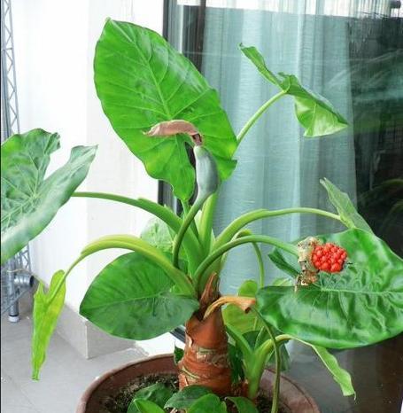 滴水观音的种植技巧是什么？怎样防止根部腐烂？