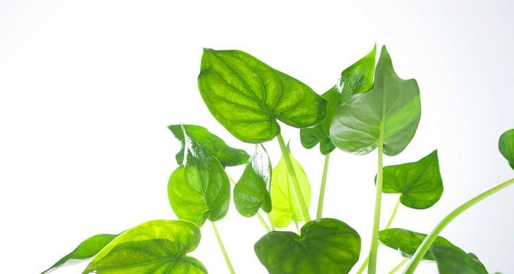 滴水观音的种植技巧是什么？怎样防止根部腐烂？