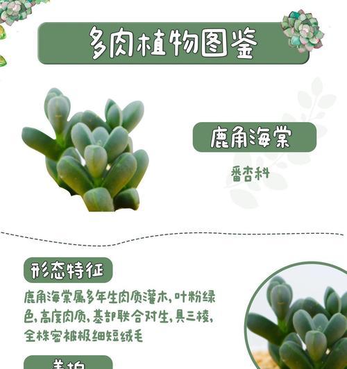 鹿角的保养技巧和清洁方法是什么？