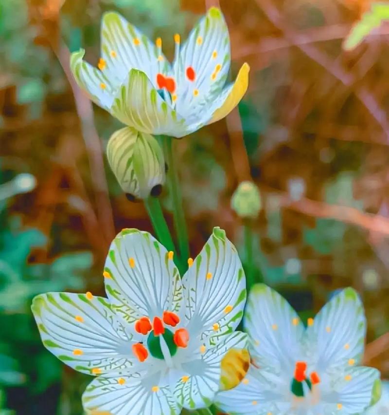 细叶植物中有哪些常见的花草？
