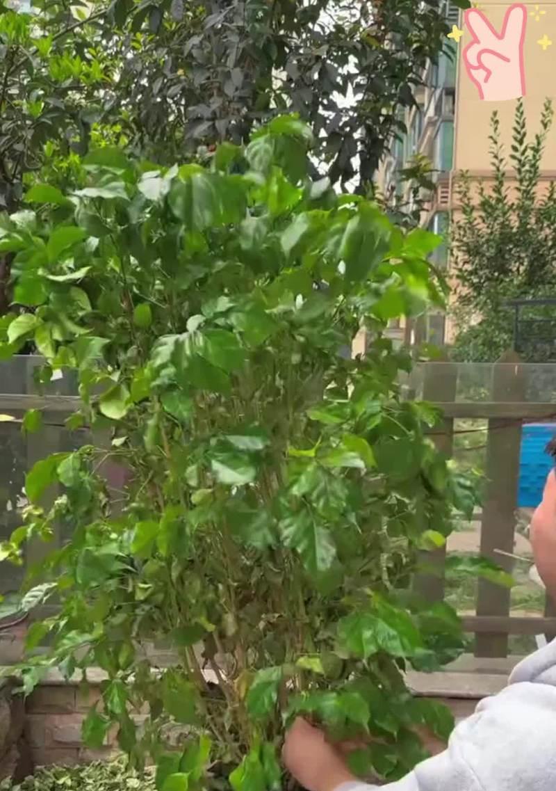 幸福树水浇多了怎么办？如何抢救过量浇水的植物？