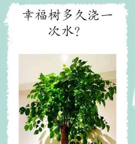幸福树水浇多了怎么办？如何抢救过量浇水的植物？