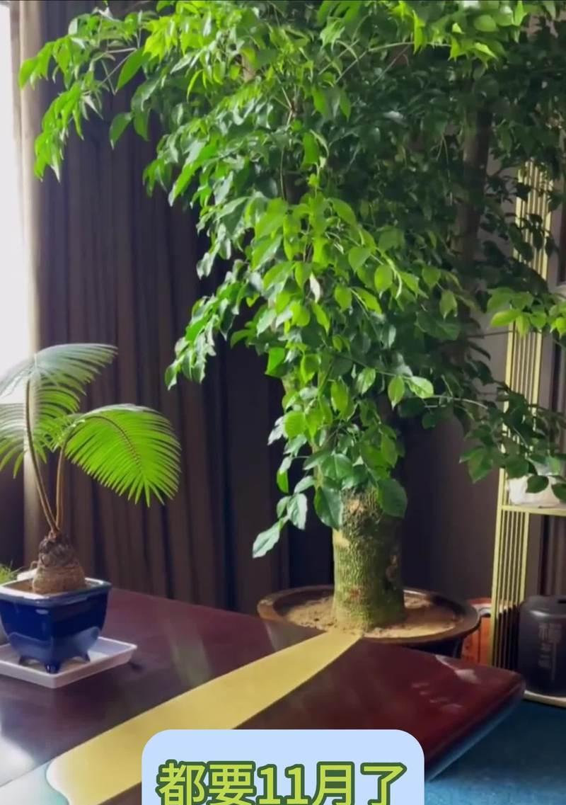 幸福树水浇多了怎么办？如何抢救过量浇水的植物？
