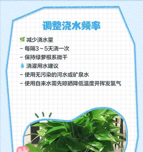 绿萝叶子怎么清洗？清洗方法和注意事项是什么？