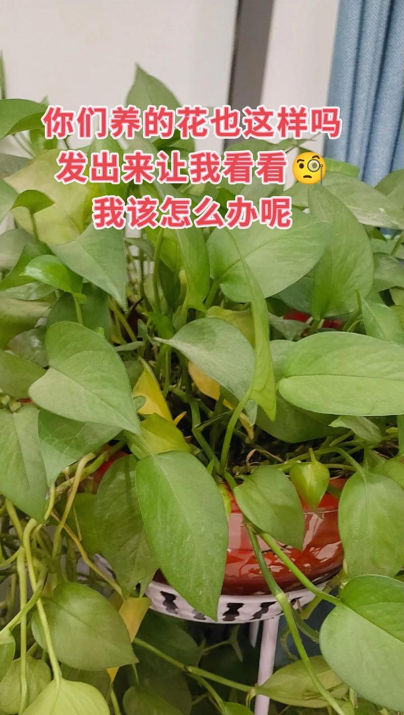 绿萝叶子怎么清洗？清洗方法和注意事项是什么？