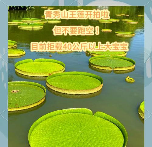 王莲种植需要注意哪些事项？