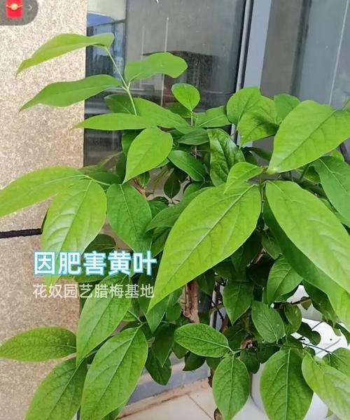 腊梅花管理方法有哪些？