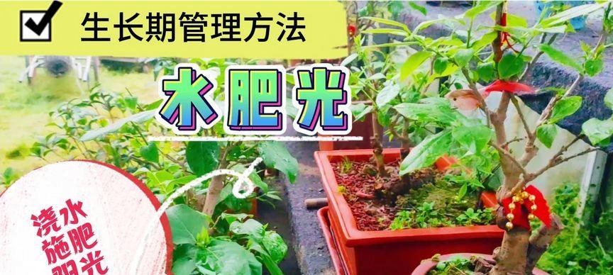腊梅花管理方法有哪些？