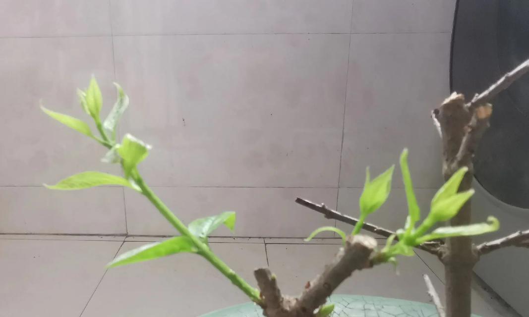 腊梅花管理方法有哪些？