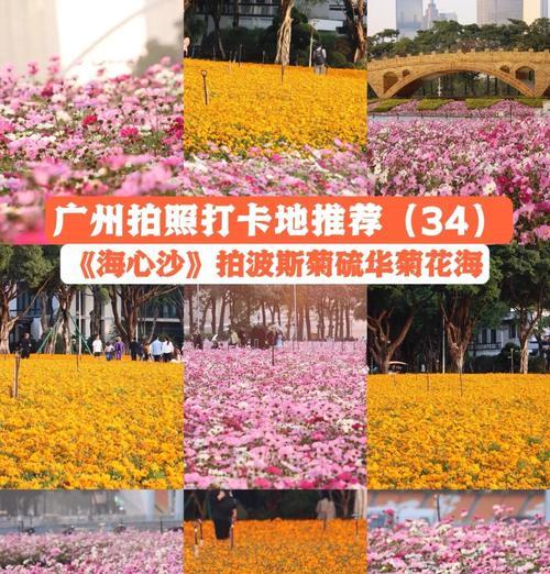 波斯菊摘心的最佳时机和方法是什么？