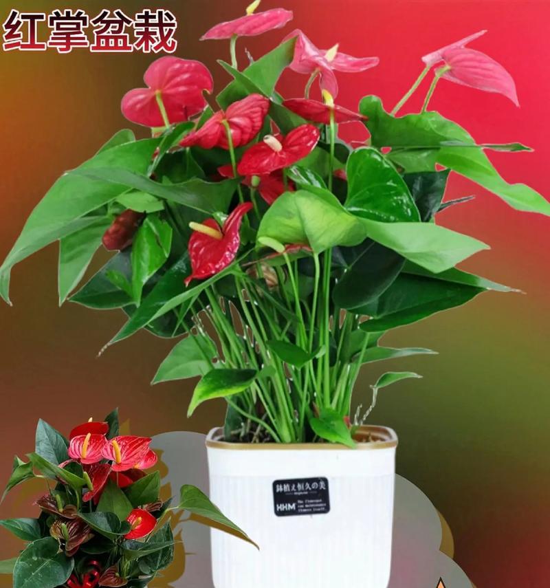 红掌适合与哪些花搭配？