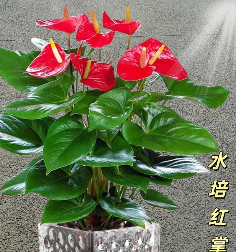 红掌适合与哪些花搭配？