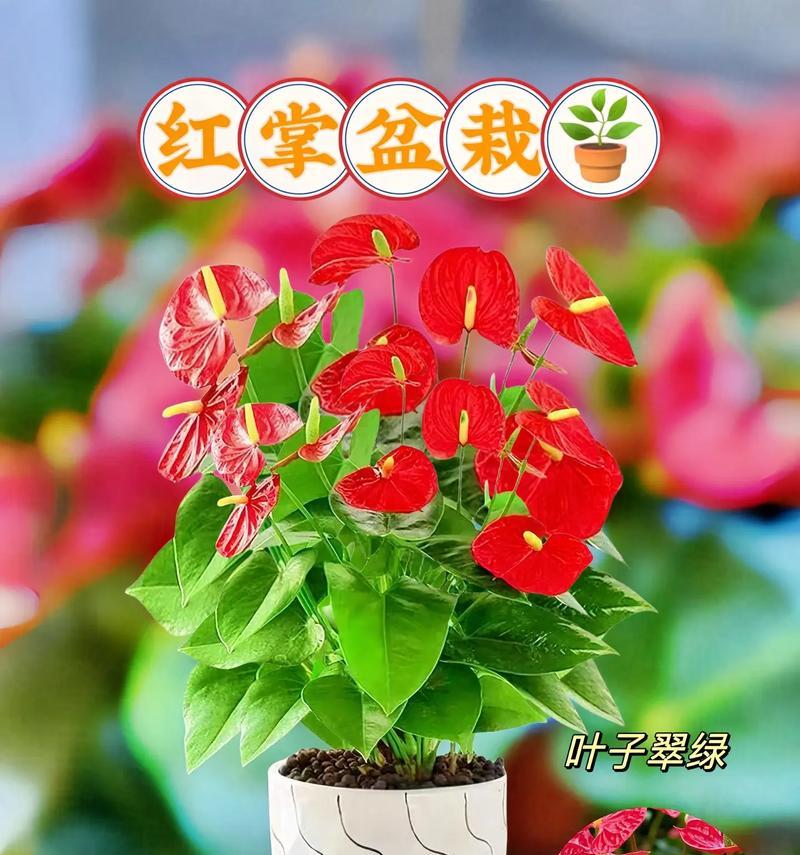 红掌适合与哪些花搭配？
