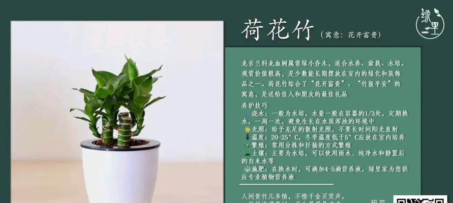 富贵莲花竹的养护技巧是什么？