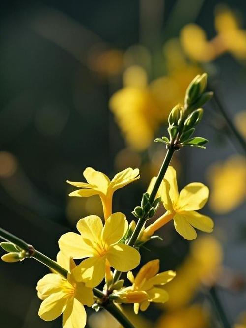 什么迎春花最早开放？迎春花的象征意义是什么？