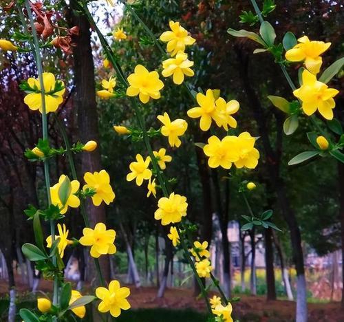 什么迎春花最早开放？迎春花的象征意义是什么？