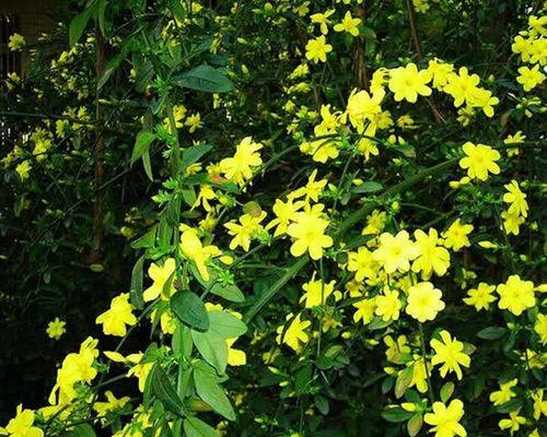 什么迎春花最早开放？迎春花的象征意义是什么？