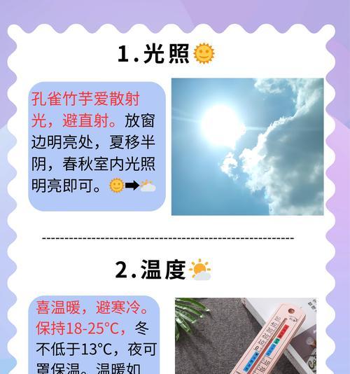 孔雀竹芋冬季护理的秘诀是什么？