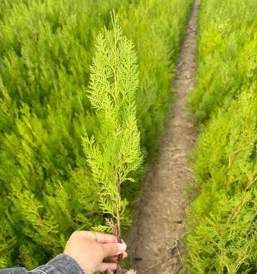 侧柏的种植方法和注意事项有哪些？