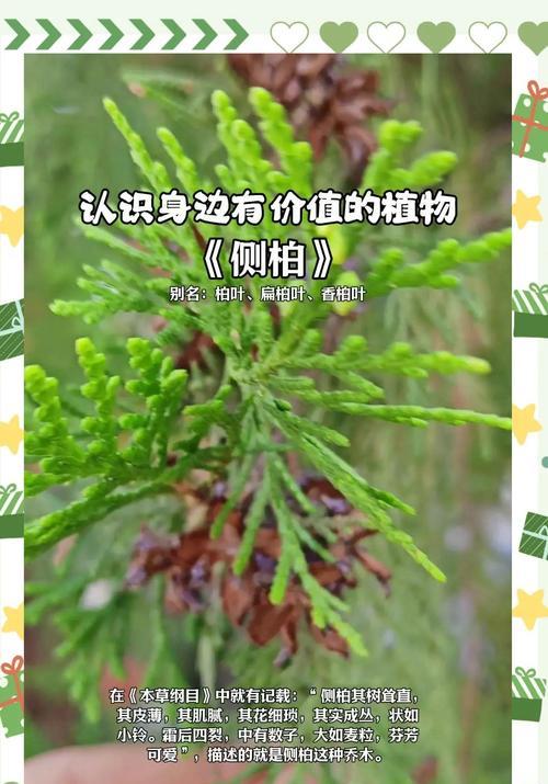 侧柏的种植方法和注意事项有哪些？