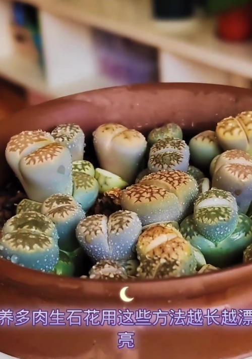 生石花腐烂怎么办？生石花腐烂的原因及防治措施是什么？