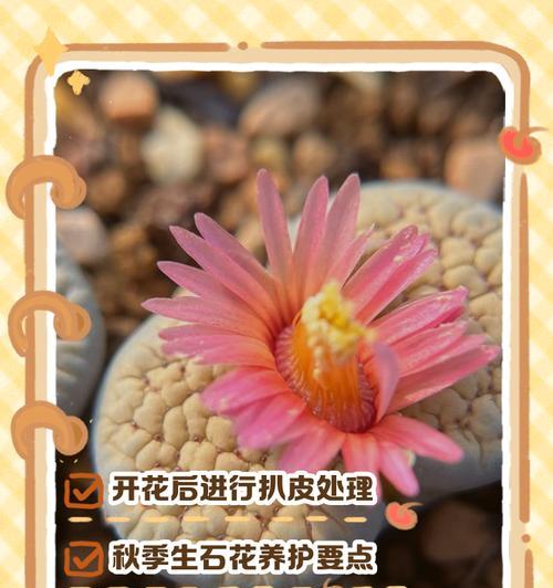 生石花腐烂怎么办？生石花腐烂的原因及防治措施是什么？