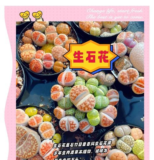 生石花腐烂怎么办？生石花腐烂的原因及防治措施是什么？