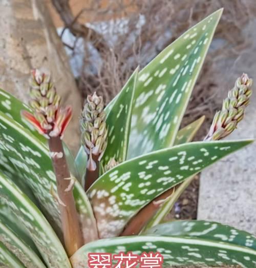 观赏芦荟有哪些品种？不同品种的观赏价值如何？