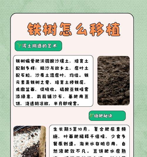 铁树生长缓慢的原因及解决办法是什么？如何促进铁树生长？