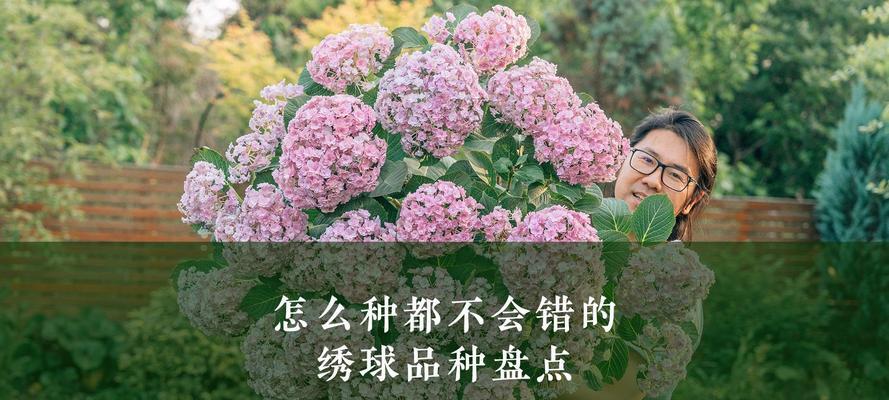 切花绣球有哪些品种？不同品种的绣球花如何选择？
