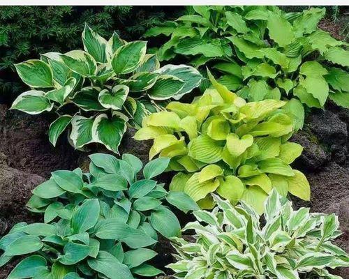 室内绿化植物有哪些？适合室内种植的植物推荐？