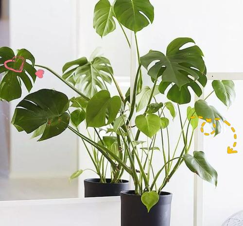 室内绿化植物有哪些？适合室内种植的植物推荐？