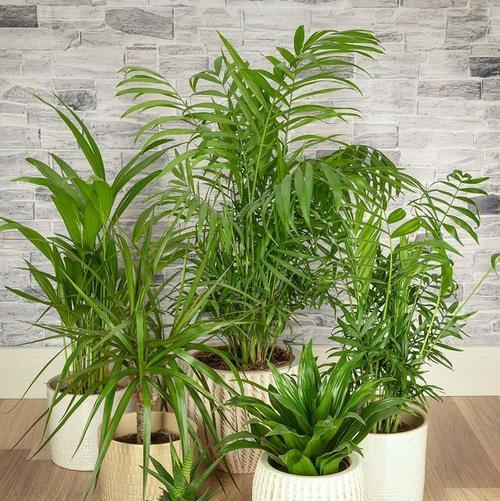 室内绿化植物有哪些？适合室内种植的植物推荐？
