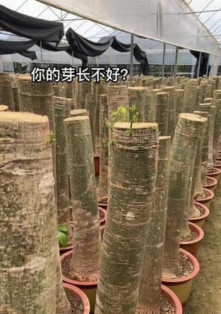 发财树打芽的最佳时机是什么时候？